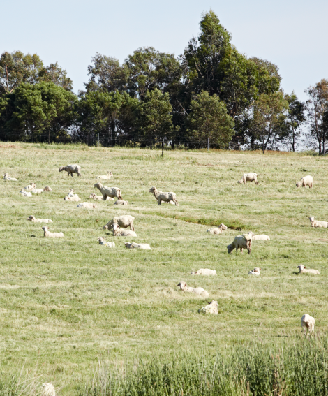 Module 11: Healthy and Contented Sheep